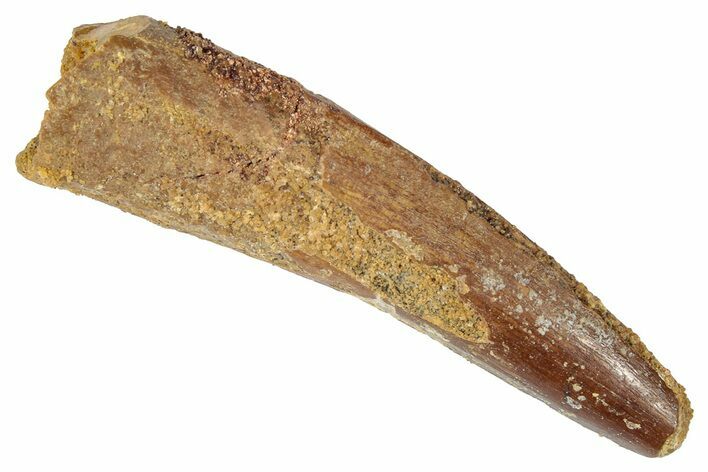 Fossil Spinosaurus Tooth - Real Dinosaur Tooth #346286